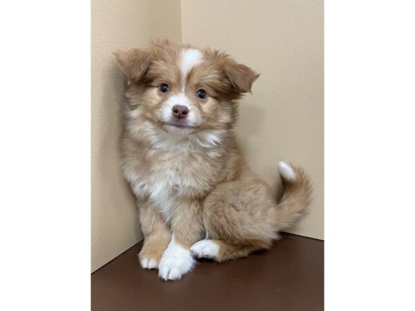 Mini Aussiranian-DOG-Male-Red / White-12188-Petland Henderson, Nevada