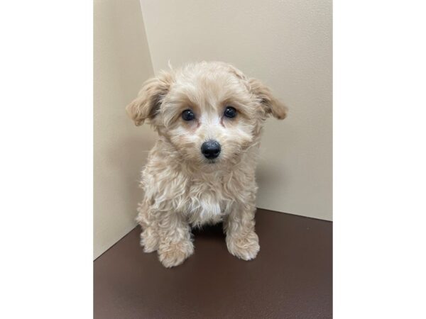 Eskipoo-DOG-Female-Apricot-12185-Petland Henderson, Nevada