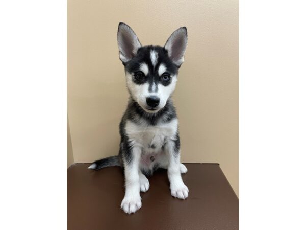 Alaskan Klee Kai DOG Male Black / White 12187 Petland Henderson, Nevada