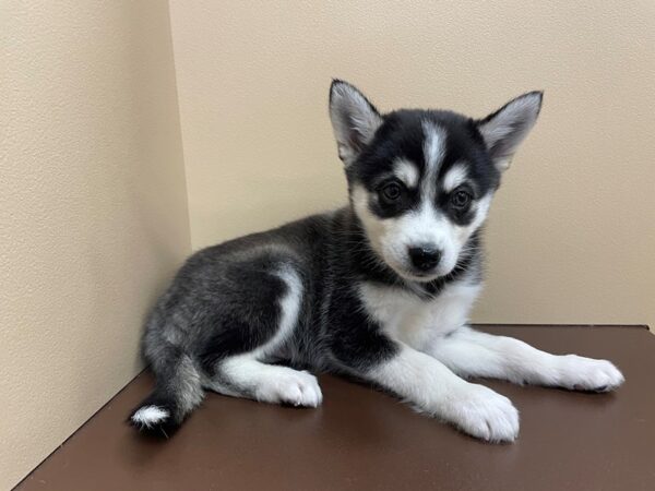 Alaskan Klee Kai-DOG-Male-Black / White-12186-Petland Henderson, Nevada