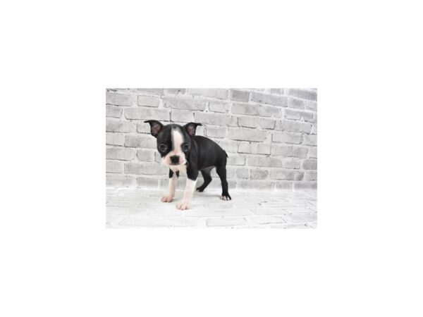 Boston Terrier DOG Female Black and White 12189 Petland Henderson, Nevada