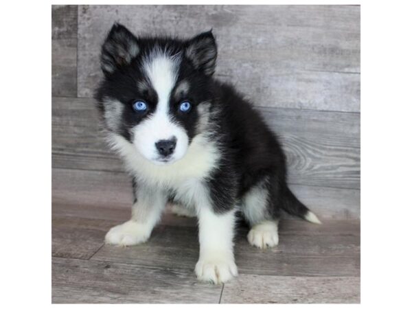 Siberian Husky DOG Female Black Tan / White 12198 Petland Henderson, Nevada