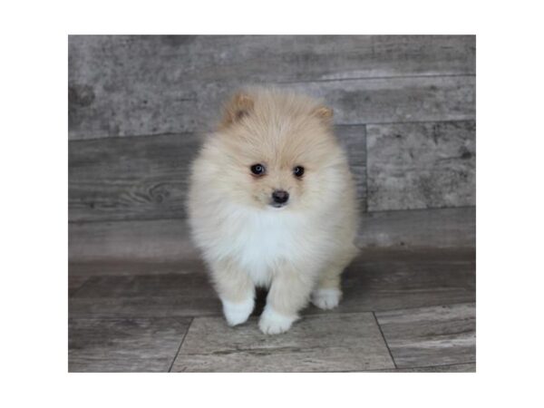 Pomeranian-DOG-Male-Cream-12195-Petland Henderson, Nevada