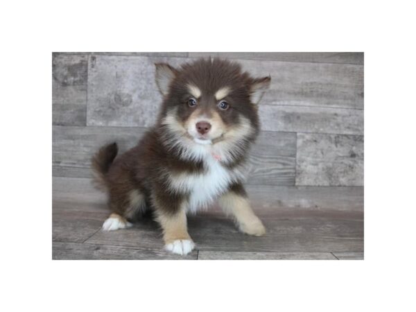 Pomsky 2nd Gen-DOG-Female-Chocolate / Tan-12202-Petland Henderson, Nevada