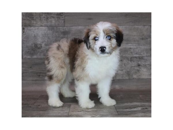 Aussiedoodle DOG Male Red Merle 12200 Petland Henderson, Nevada