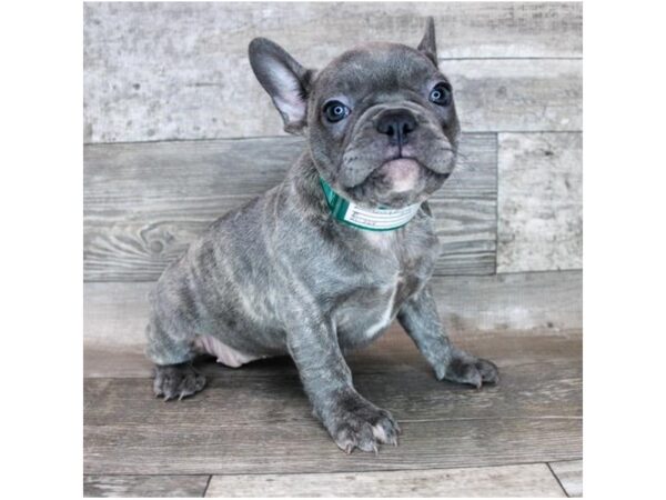 French Bulldog DOG Female Blue Brindle 12193 Petland Henderson, Nevada