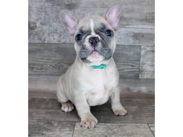 French Bulldog DOG Male Blue Fawn 12194 Petland Henderson, Nevada