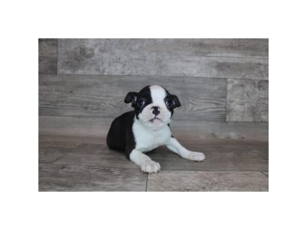 Boston Terrier-DOG-Female-Black / White-12203-Petland Henderson, Nevada