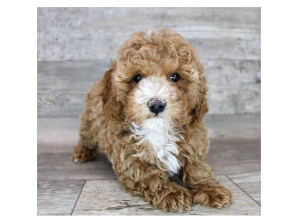 Poodle DOG Female Red 12196 Petland Henderson, Nevada