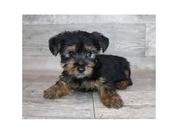 Yorkshire Terrier DOG Male Black / Tan 12212 Petland Henderson, Nevada