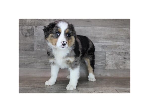 Australian Shepherd DOG Female Blue Merle 12199 Petland Henderson, Nevada