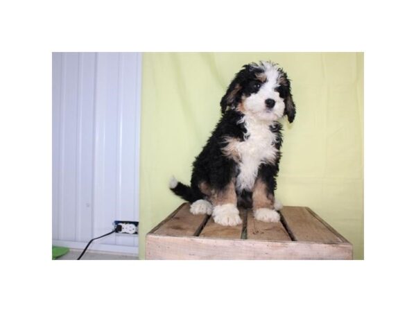 Poodle/Bernese Mountain Dog-DOG-Female-Tri-Colored-12206-Petland Henderson, Nevada