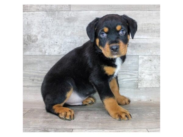 Rottweiler-DOG-Male-Black / Tan-12197-Petland Henderson, Nevada