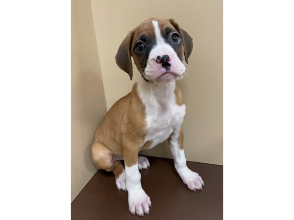 Boxer-DOG-Male-Fawn / White-12204-Petland Henderson, Nevada