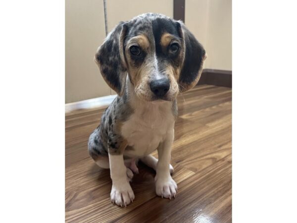 Beagle DOG Male Blue Merle / White 12205 Petland Henderson, Nevada