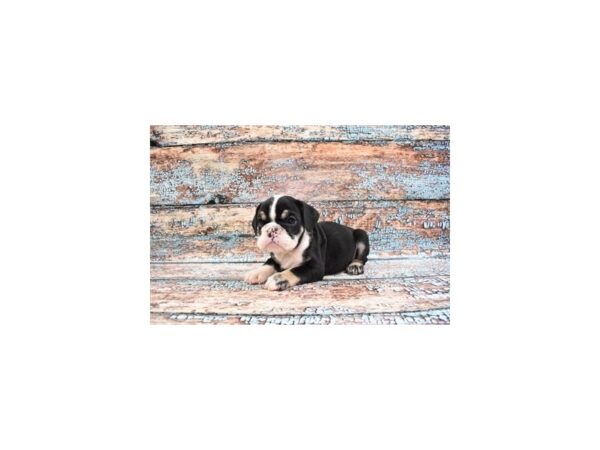 English Bulldog DOG Female Black Fawn and White 12215 Petland Henderson, Nevada