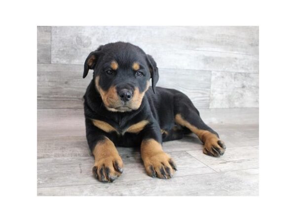 Rottweiler DOG Female Black / Rust 12211 Petland Henderson, Nevada