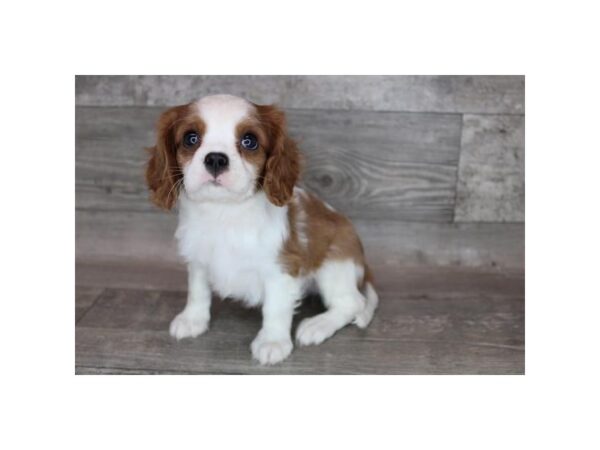 Cavalier King Charles Spaniel DOG Male Blenheim 12207 Petland Henderson, Nevada