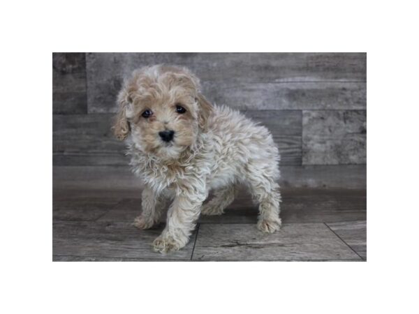 Maltipoo-DOG-Female-Apricot-12213-Petland Henderson, Nevada