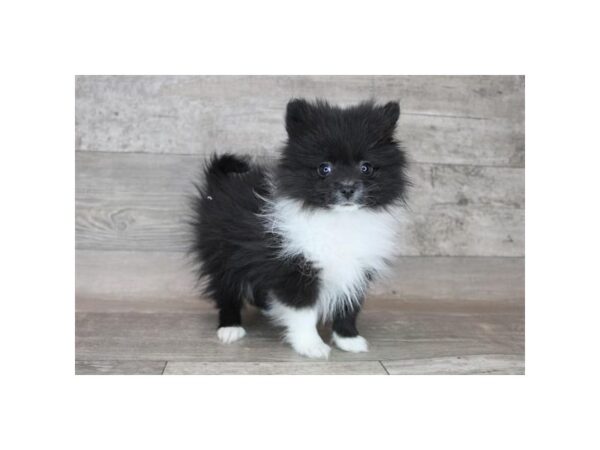 Pomeranian-DOG-Female-Black-12209-Petland Henderson, Nevada