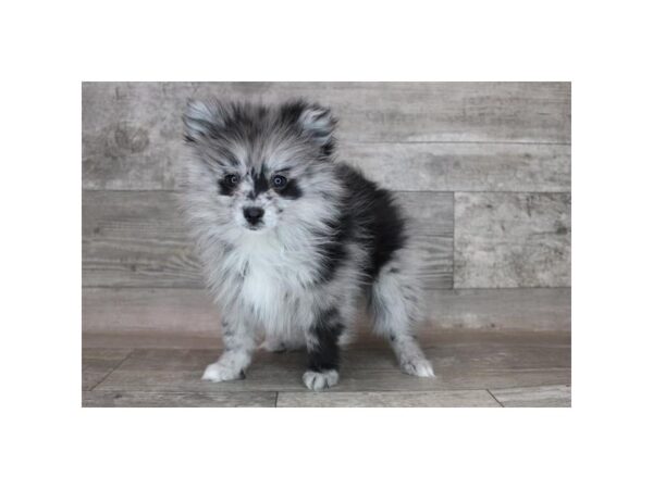 Pomeranian-DOG-Female-Blue Merle-12210-Petland Henderson, Nevada