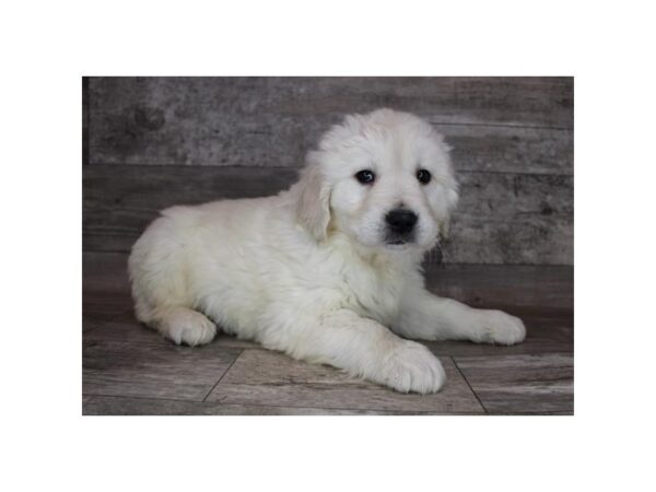Golden Retriever-DOG-Male-English Cream-12208-Petland Henderson, Nevada