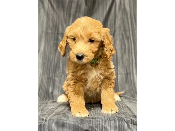 Goldendoodle DOG Female Red 12218 Petland Henderson, Nevada