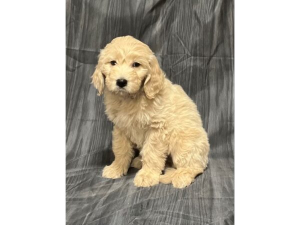 Goldendoodle DOG Male Golden 12217 Petland Henderson, Nevada