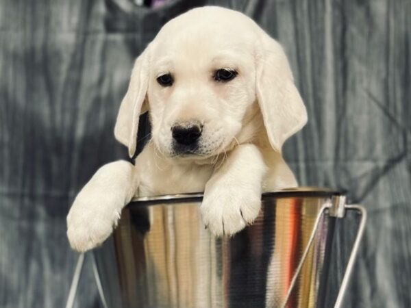 Labrador Retriever-DOG-Female-English Cream-12219-Petland Henderson, Nevada