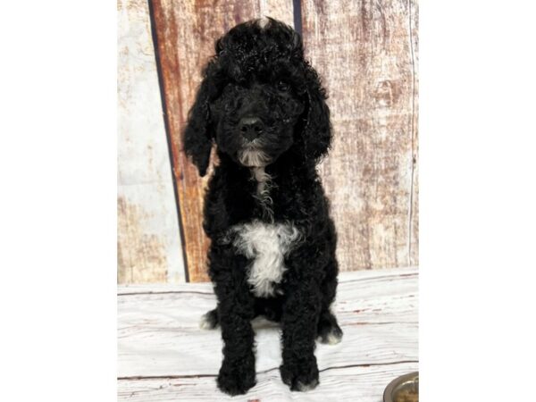 Mini Goldendoodle 2nd Gen DOG Male Black 12221 Petland Henderson, Nevada