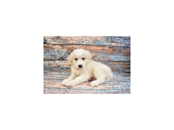 Great Pyrenees-DOG-Female-White-12230-Petland Henderson, Nevada