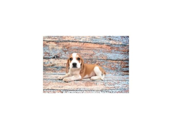 Beagle DOG Male Red and White 12229 Petland Henderson, Nevada