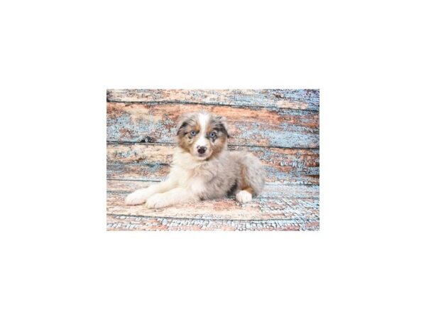 Australian Shepherd DOG Male Blue Merle White and Tan 12228 Petland Henderson, Nevada