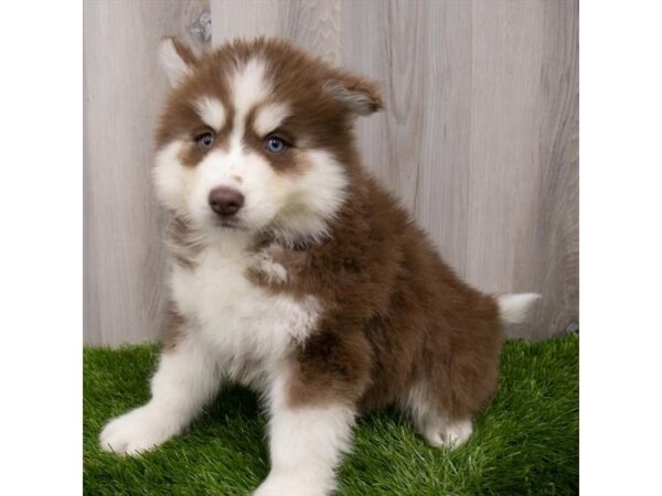 Siberian Husky-DOG-Female-Red / White-12232-Petland Henderson, Nevada