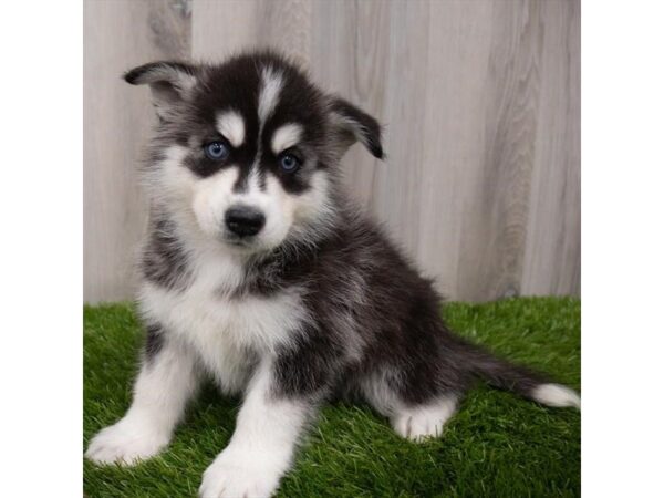 Siberian Husky DOG Female Black / White 12233 Petland Henderson, Nevada