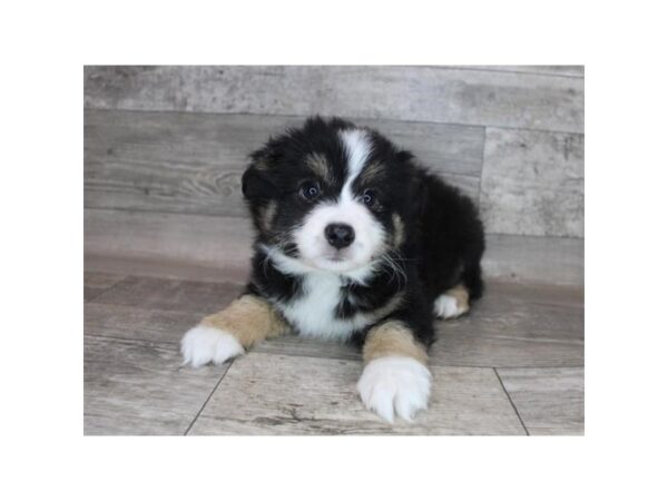 Miniature Australian Shepherd-DOG-Male-Black Tan / White-12226-Petland Henderson, Nevada