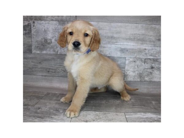 Golden Retriever-DOG-Male-Golden-12224-Petland Henderson, Nevada