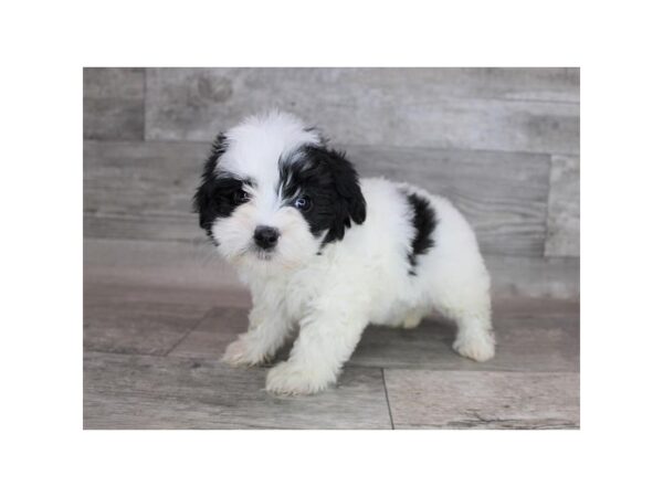 Bichapoo-DOG-Female-Black / White-12227-Petland Henderson, Nevada