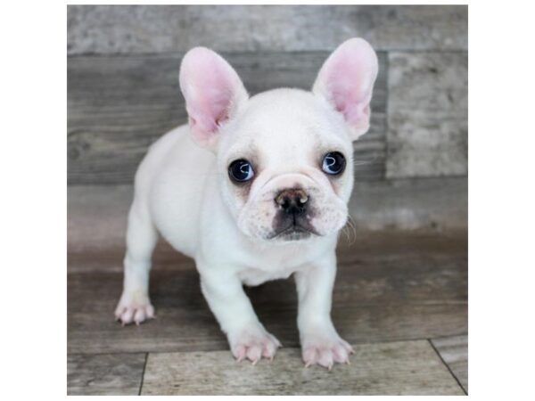 French Bulldog DOG Male Cream 12223 Petland Henderson, Nevada