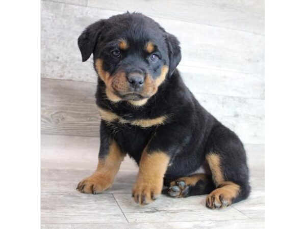 Rottweiler DOG Female Black / Rust 12243 Petland Henderson, Nevada