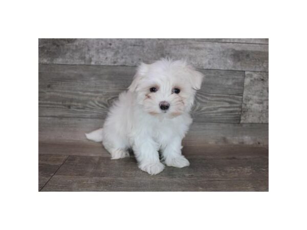 Maltese DOG Female White 12240 Petland Henderson, Nevada