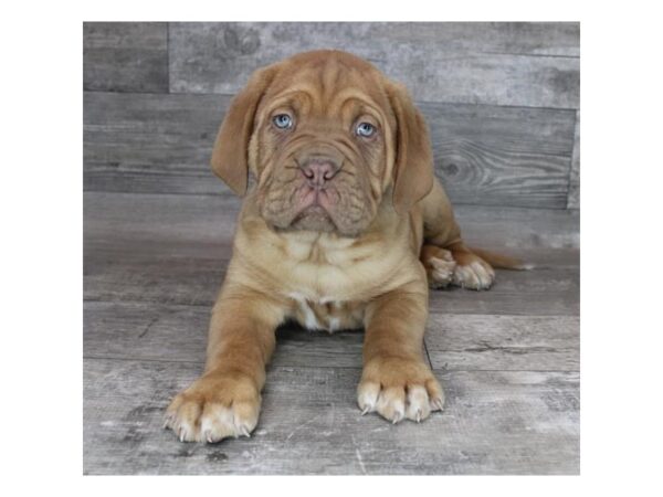 Dogue de Bordeaux DOG Male Red 12235 Petland Henderson, Nevada