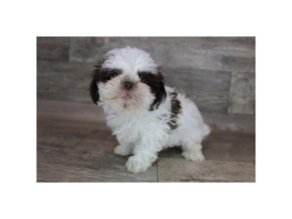 Shih Tzu-DOG-Male-Liver / White-12234-Petland Henderson, Nevada
