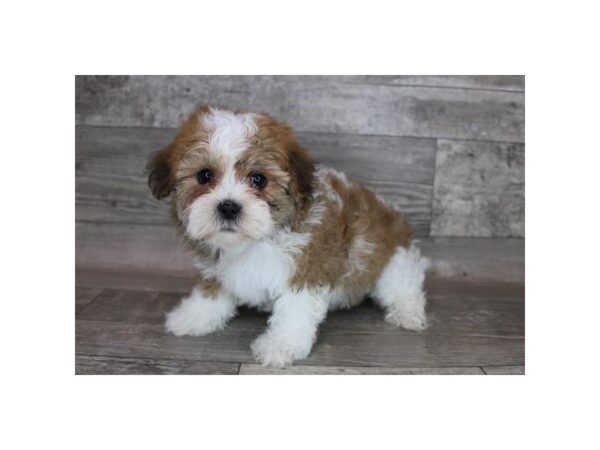 Teddy Bear-DOG-Female-Red / White-12238-Petland Henderson, Nevada