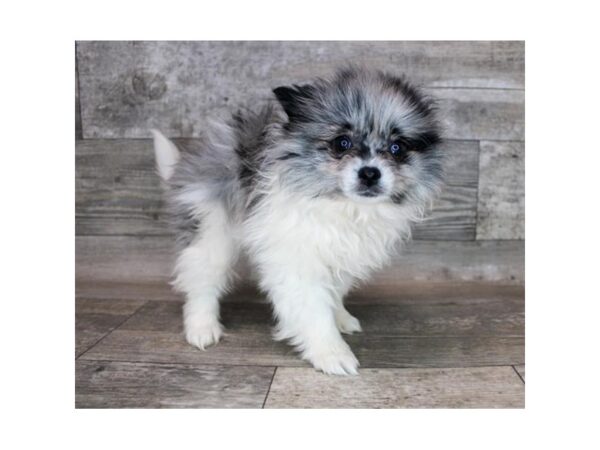 Pomeranian-DOG-Male-Blue Merle-12242-Petland Henderson, Nevada