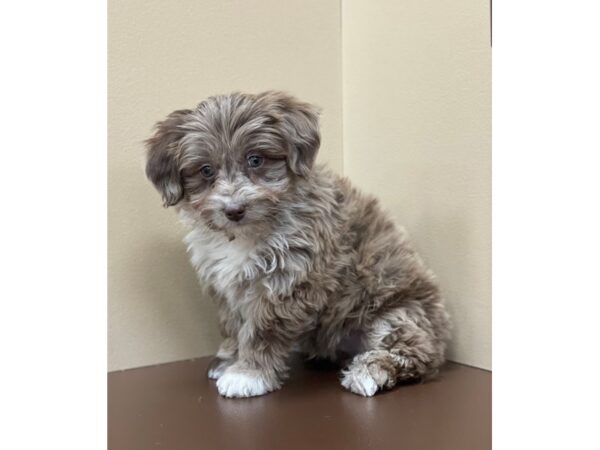 Toy Aussie Poo DOG Male Chocolate Merle 12237 Petland Henderson, Nevada