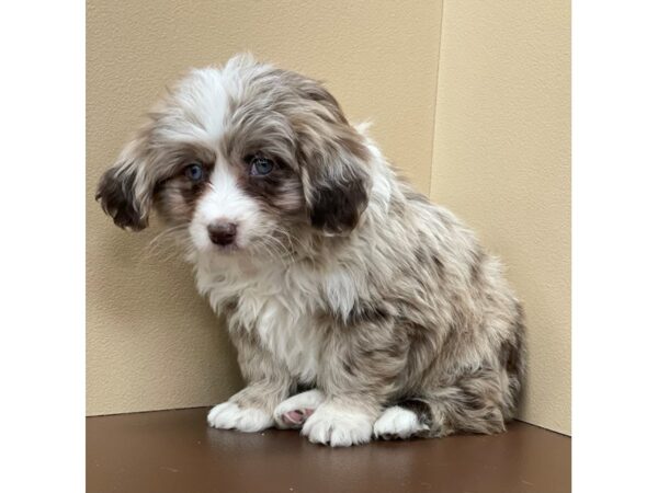 Toy Aussie Poo DOG Male Chocolate Merle 12236 Petland Henderson, Nevada