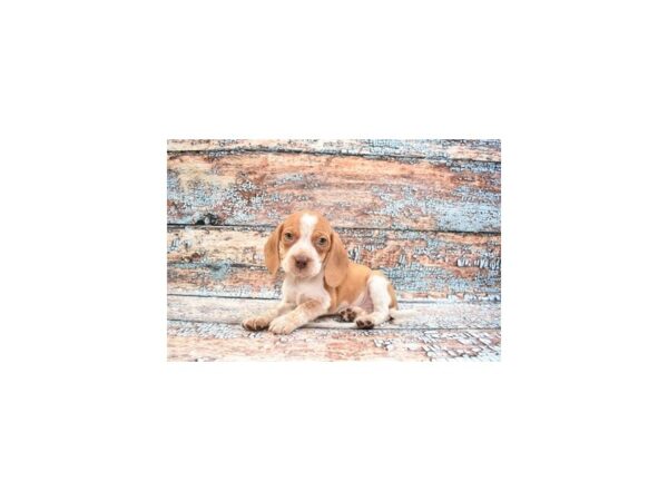 Beagle DOG Male Red and White 12253 Petland Henderson, Nevada