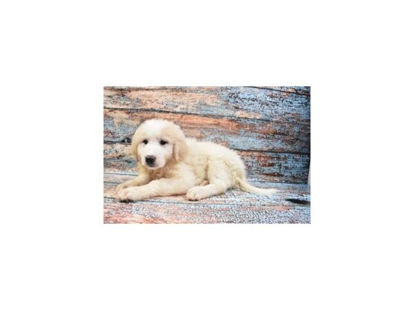 Great Pyrenees-DOG-Female-White-12254-Petland Henderson, Nevada