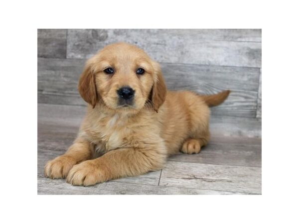 Golden Retriever-DOG-Female-Golden-12247-Petland Henderson, Nevada